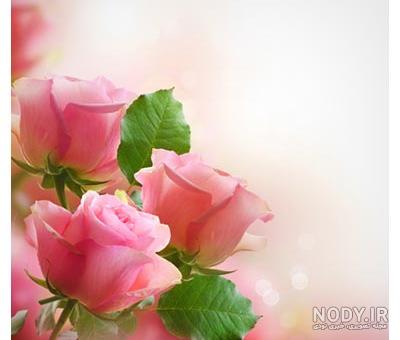 ۷۰ عکس پروفایل گل ۱۴۰۱ برای شبکه های اجتماعی مختلف ۷۰ عکس پروفایل گل ۱۴۰۱ برای شبکه های اجتماعی مختلف