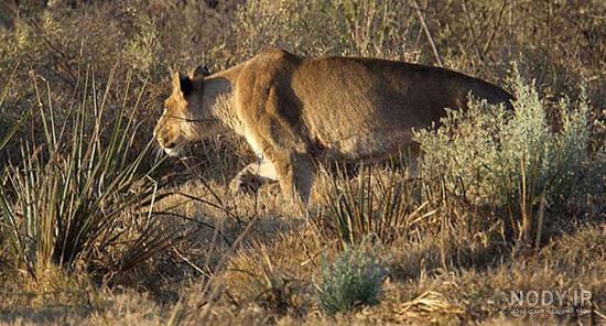 خرید و قیمت آهو نر دم سفید White Tailed Buck 387038 | ترب