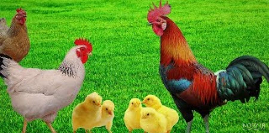 دو ماهگی جوجه خروس ریشو - خروس لاری دو ماهگی جوجه خروس ریشو - خروس لاری