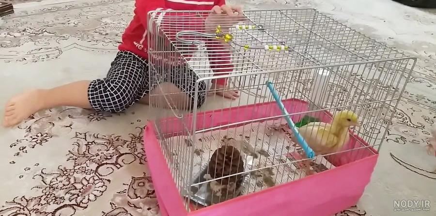 عکس جوجه خروس لاری افغان عکس جوجه خروس لاری افغان