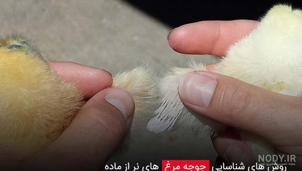 عکس جوجه خروس لاری یک ماهه عکس جوجه خروس لاری یک ماهه
