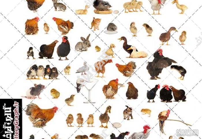 عکس جوجه خروس محلی عکس جوجه خروس محلی