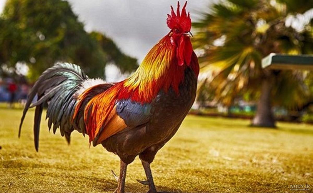 عکس جوجه خروس چهل تاج عکس جوجه خروس چهل تاج
