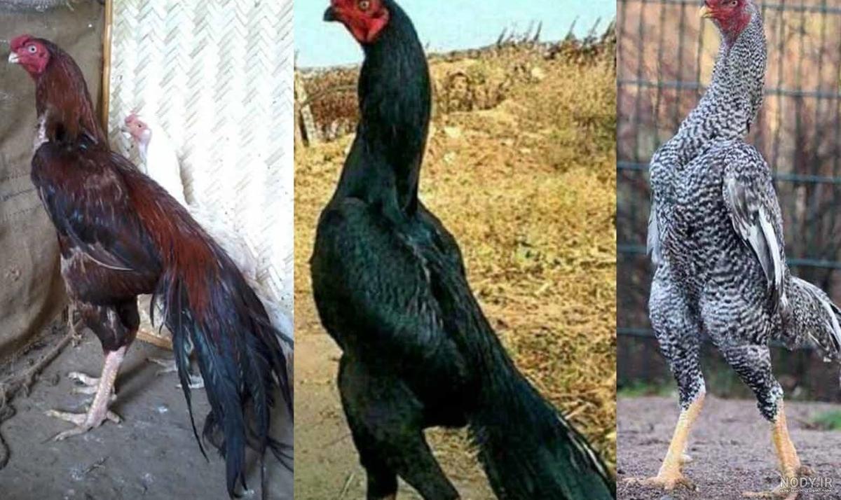 عکس جوجه خروس چهل تاج - عکس نودی عکس جوجه خروس چهل تاج - عکس نودی