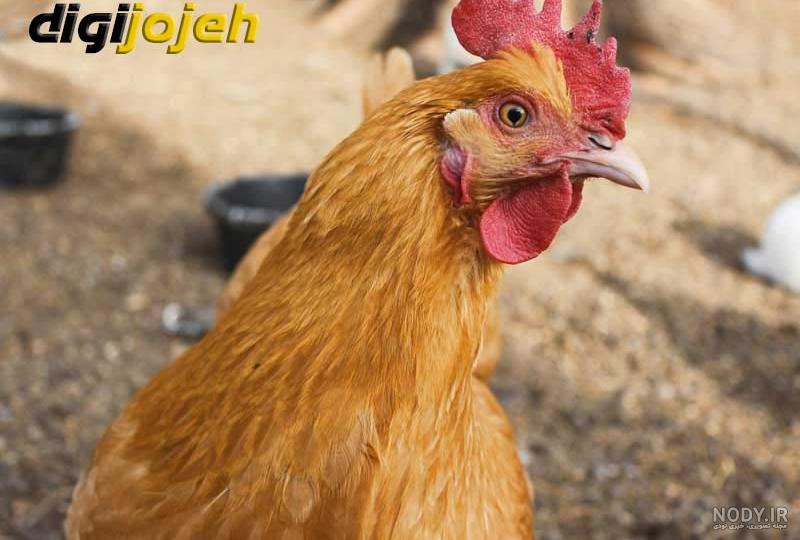 عکس جوجه رنگی لاری عکس جوجه رنگی لاری