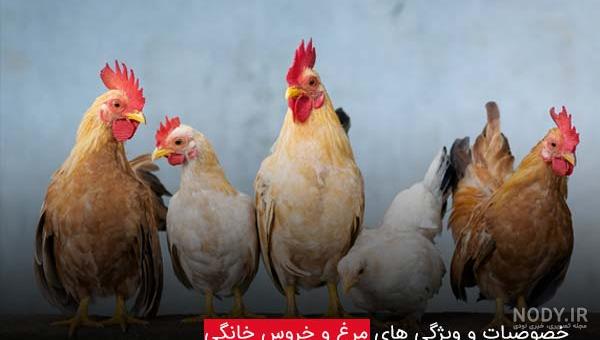 عکس جوجه و مرغ و خروس عکس جوجه و مرغ و خروس