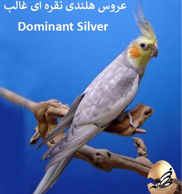 عکس طوطی هلندی زرد