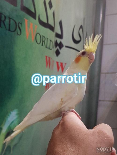 عکس پرنده عروس هلندی سفید