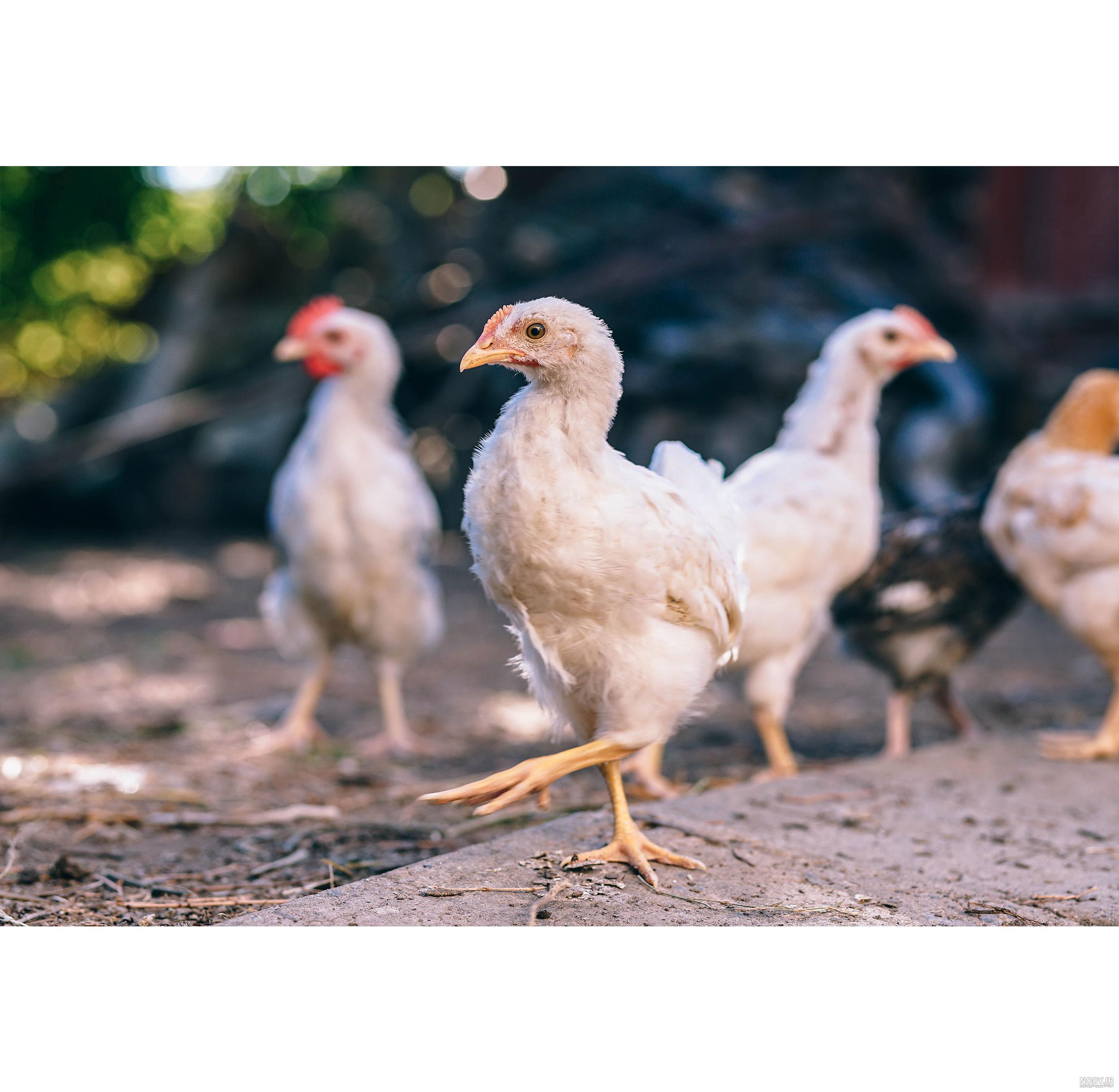 قیمت جوجه محلی قیمت جوجه محلی