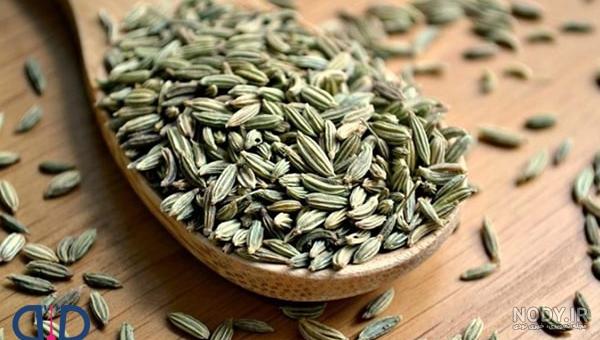 عکس از گیاه رازیانه عکس از گیاه رازیانه