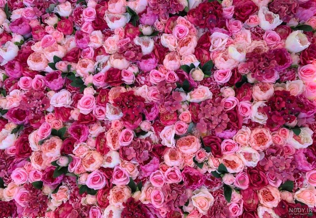 عکس گل رز برای پروفایل اینستاگرام، تلگرام و واتساپ