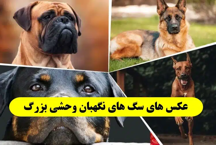 گالری عکس سگ نگهبان؛ عکس سگ های نگهبان واقعی و بامزه! - ستاره