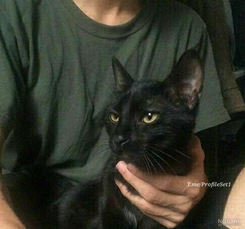 عکس گربه برای پروفایل خفن