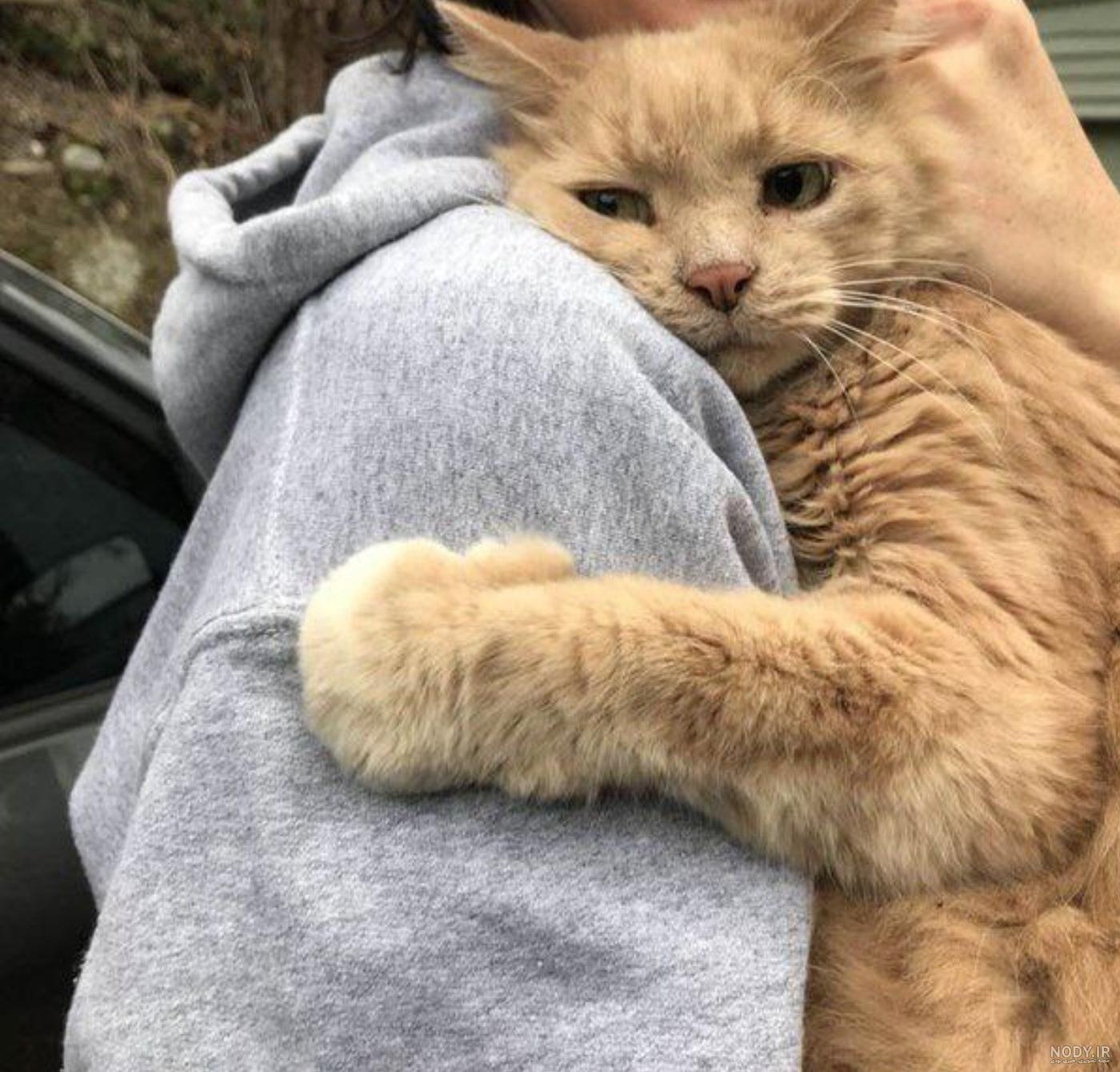 عکس گربه برای پروفایل خفن