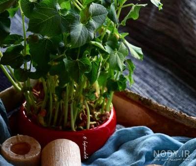 آموزش کاشت سبزه عید با لوبیا چشم بلبلی بسیار متفاوت و زیبا آموزش کاشت سبزه عید با لوبیا چشم بلبلی بسیار متفاوت و زیبا