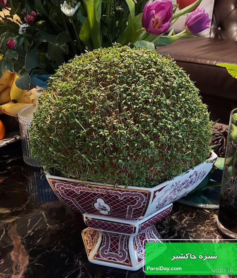 خرید و قیمت سبزه گیاه لوبیا قرمز - آراد برندینگ خرید و قیمت سبزه گیاه لوبیا قرمز - آراد برندینگ
