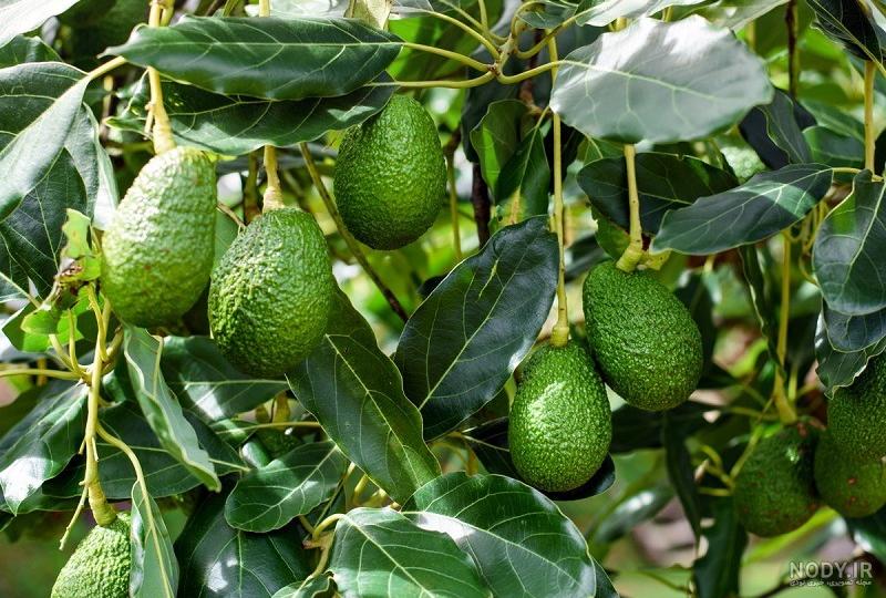 خواص آووکادو؛ 19 خاصیت شگفت‌انگیز برای سلامتی و کاهش وزن ...