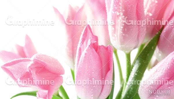 دانلود تصویر استوک سگ بولداگ - گرافی ماین دانلود تصویر استوک سگ بولداگ - گرافی ماین