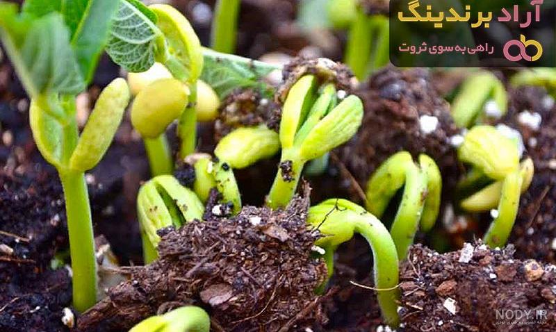 سبزه لوبیا را چگونه بکاریم؟ - مجله وبسایت آچاره سبزه لوبیا را چگونه بکاریم؟ - مجله وبسایت آچاره
