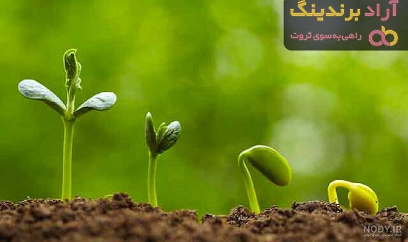 طرز تهیه سبزه با لوبیا قرمز شیک و زیبا برای هفت سین گام به گام طرز تهیه سبزه با لوبیا قرمز شیک و زیبا برای هفت سین گام به گام