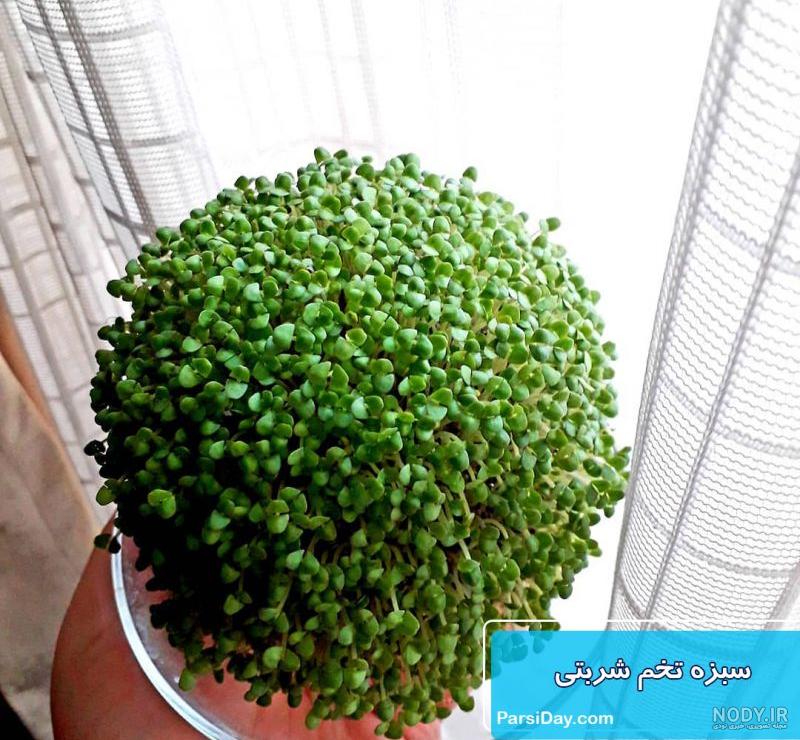 طرز تهیه سبزه با لوبیا قرمز شیک و زیبا برای هفت سین گام به گام طرز تهیه سبزه با لوبیا قرمز شیک و زیبا برای هفت سین گام به گام