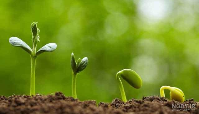 عکس سبزه لوبیا قرمز عکس سبزه لوبیا قرمز