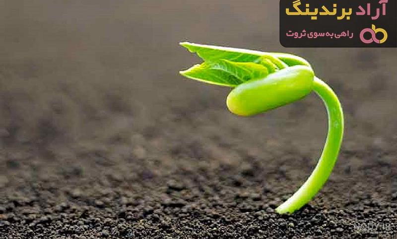 عکس سبزه لوبیا چیتی