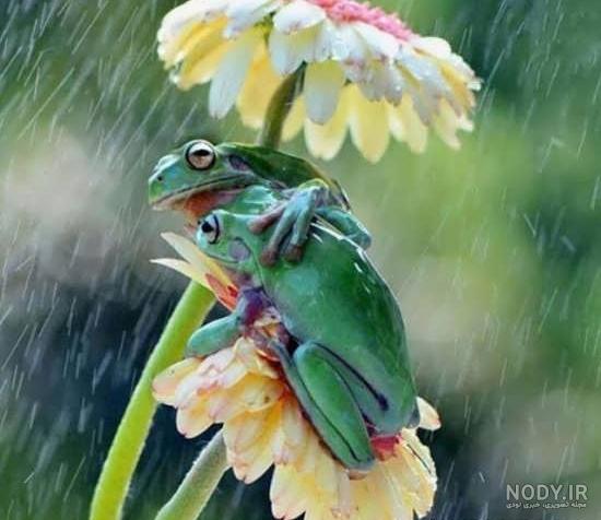 عکس قورباغه های جالب و با نمک