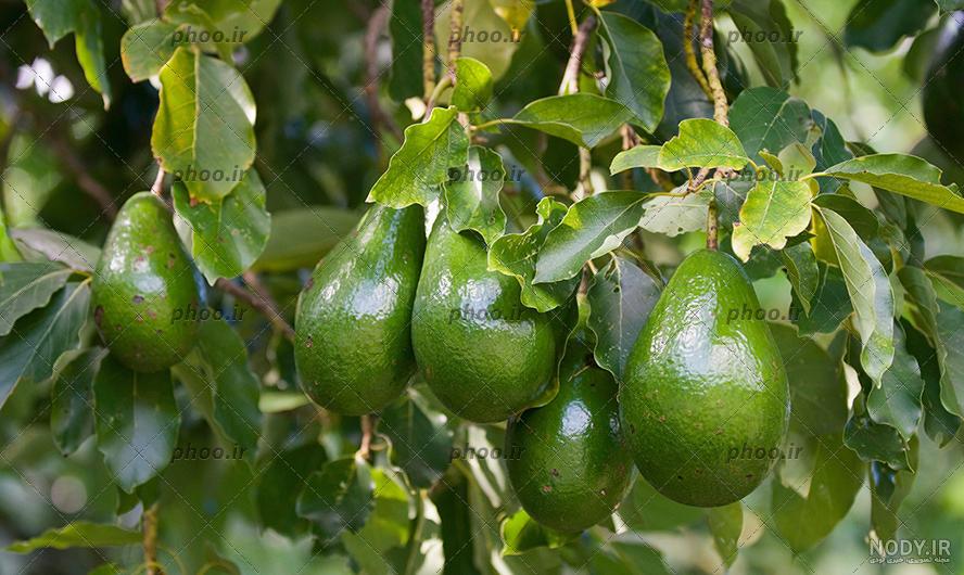 قیمت باورنکردنی میوه‌های لاکچری در بازار