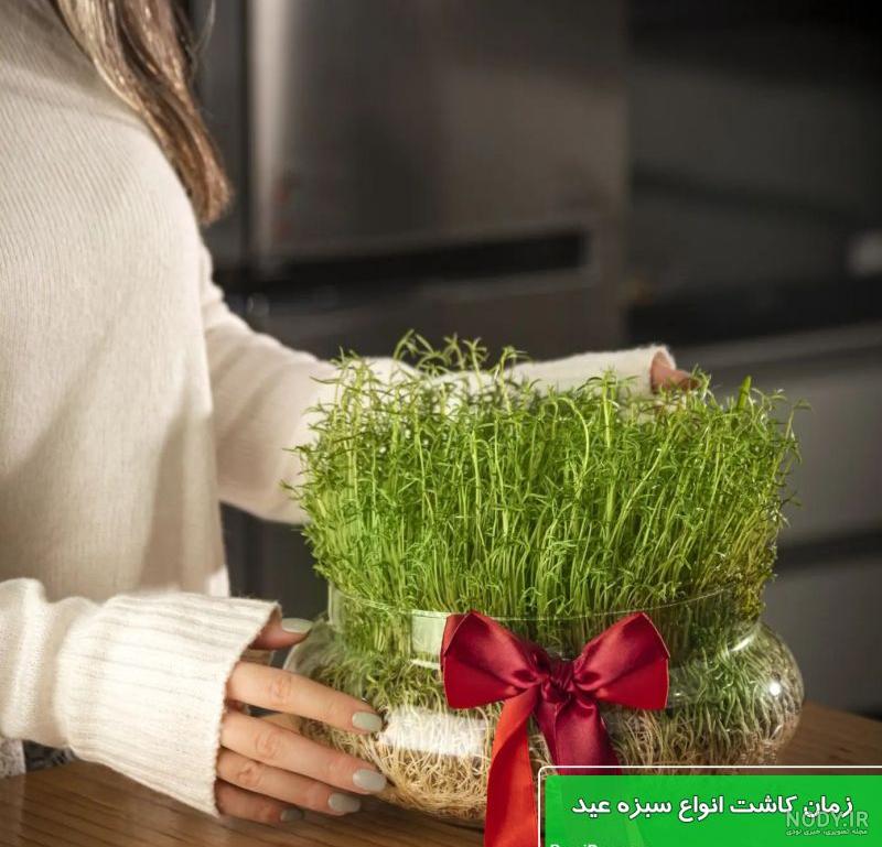کاشت سبزه لوبیا با آموزش ساده و ترفندهای رشد بهتر این سبزه زیبا کاشت سبزه لوبیا با آموزش ساده و ترفندهای رشد بهتر این سبزه زیبا