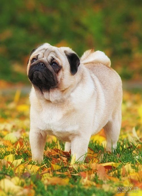 اسم نژاد سگ صورت چروک چیست؟ بررسی قیمت و راهنمای خرید - Happypet