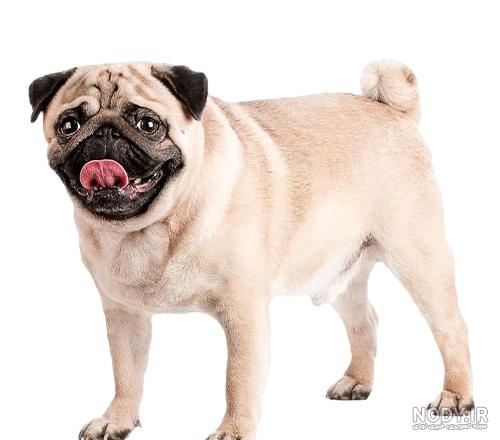 اسم نژاد سگ صورت چروک چیست؟ بررسی قیمت و راهنمای خرید - Happypet اسم نژاد سگ صورت چروک چیست؟ بررسی قیمت و راهنمای خرید - Happypet