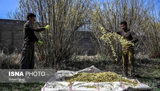 بیدمشک - ویکی‌پدیا، دانشنامهٔ آزاد