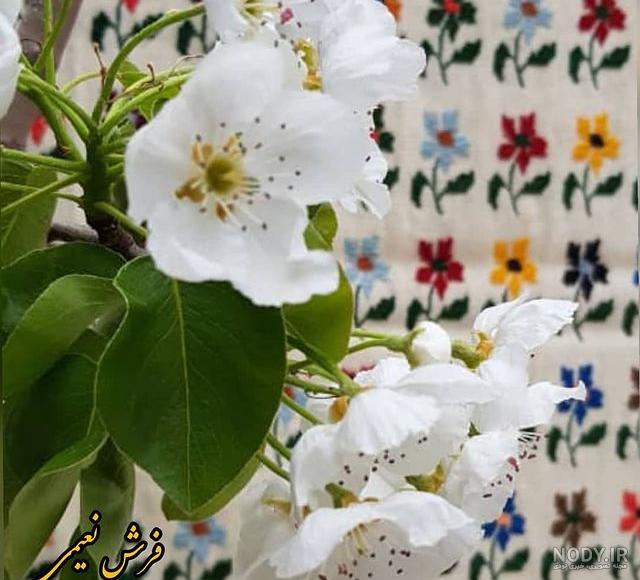 جدید ترین و زیباترین عکس نوشته های تبریک نیمه شعبان برای پروفایل