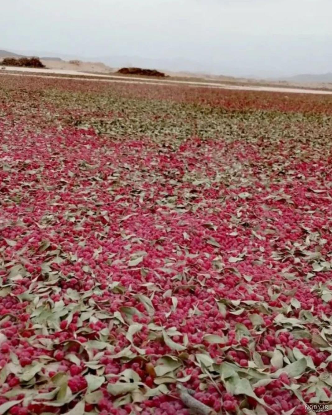 زرشک پفکی و زرشک دانه اناری چه تفاوتی دارند؟ - زعفران تسنیم