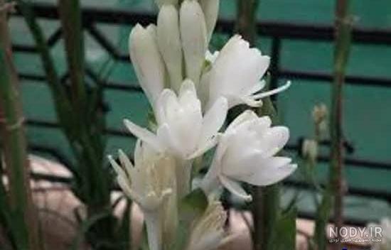 زیباترین عکس های گل مریم flower of tuberose
