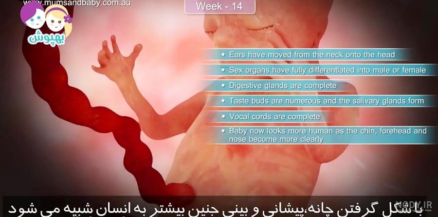سونوگرافی هفته چهاردهم بارداری - سونوگرافی و رادیولوژی صدرا ...