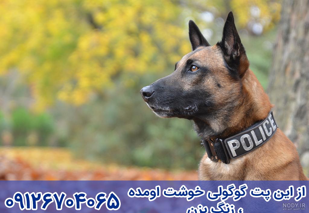 سگ مالینویز – سایت پامرانین