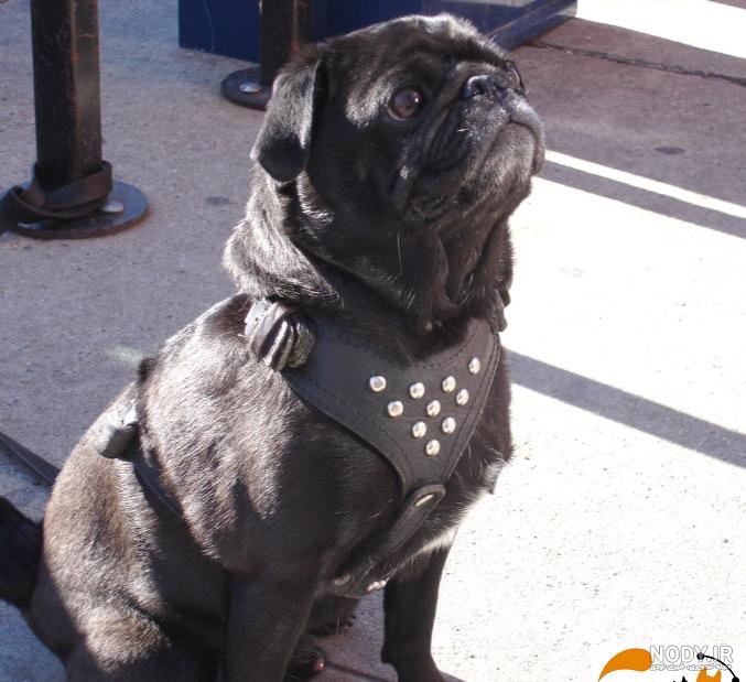 سگ پاگ (PUG) ❤️ + معرفی کامل ✔️ + قیمت پاگ ۱۴۰۱ | وی آی پت
