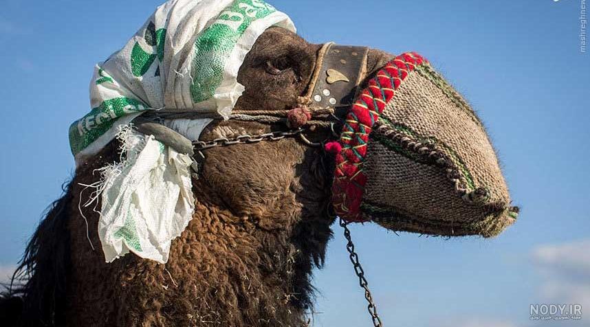 صدا گذاری خنده دار--- بمب خنده دوبله حیوانات - طنز - صداگذاری بمب خنده ...