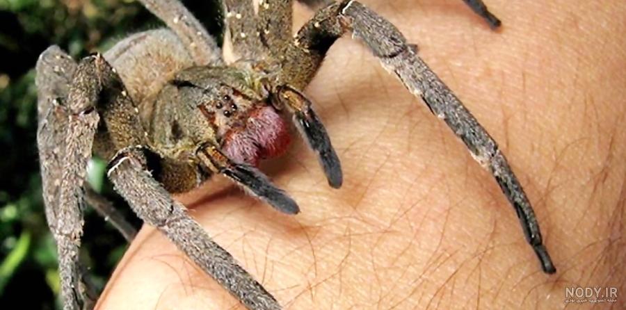 عنکبوت شکارچی Holconia immanis عنکبوت بزرگ استرالیایی با نیش ...
