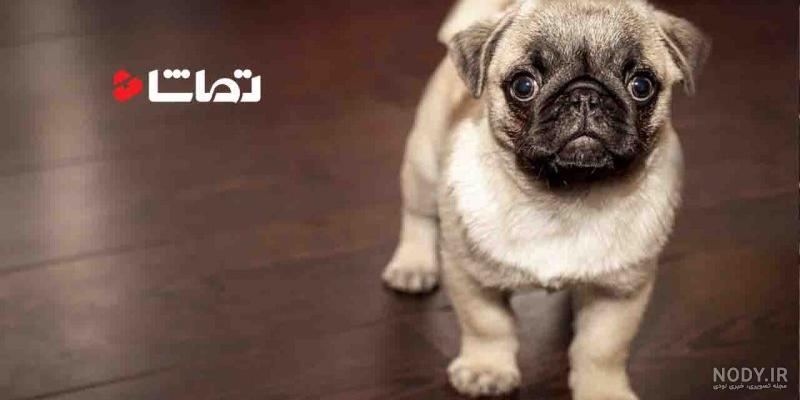 عکس توله سگ پاگ