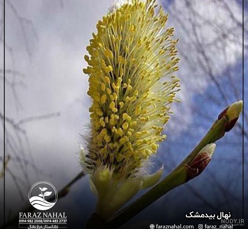 عکس درخت بیدمشک - عکس نودی عکس درخت بیدمشک - عکس نودی