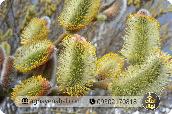 عکس درخت بیدمشک - عکس نودی عکس درخت بیدمشک - عکس نودی