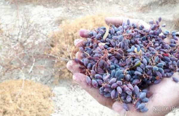 عکس زرشک دانه اناری - عکس نودی