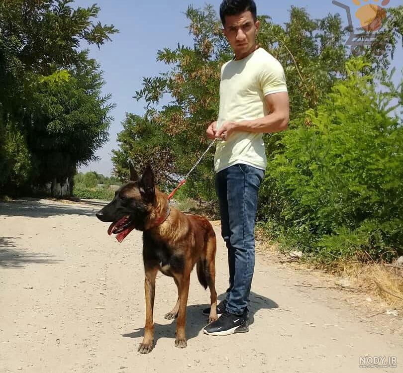 عکس سگ مالینویز بلک