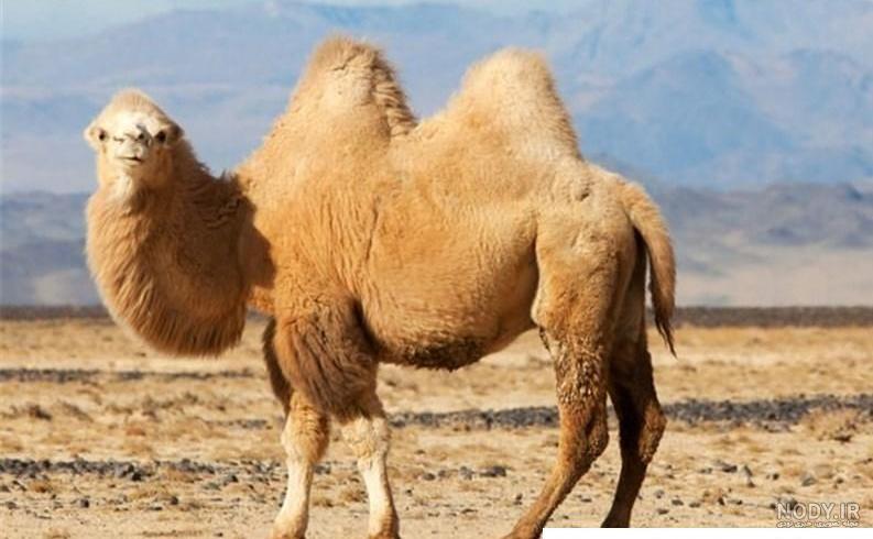 عکس شتر سه کوهانه - عکس نودی