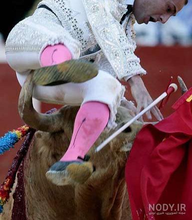 عکس گاو بازی
