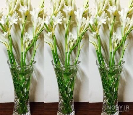 عکس های گل مریم