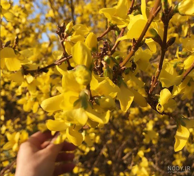 عکس گل نرگس زیبا برای پروفایل :: اسم نوشته مجله سرگرمی و تفریحی عکس گل نرگس زیبا برای پروفایل :: اسم نوشته مجله سرگرمی و تفریحی